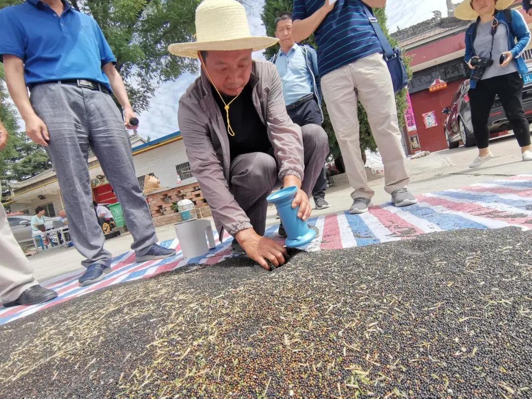 高产抗病油菜新品种,长江中下游油菜高产稳产新品种