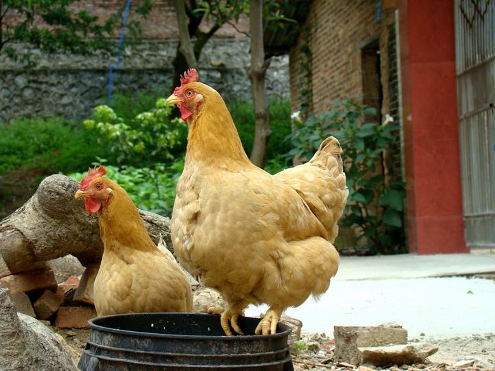 今天你是选择吃“猪肉”还是选择“吃鸡”，我选择吃鸡因为我会吃