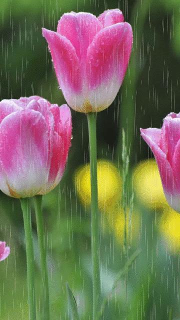 神秘的水中花,趣味神奇的水中花