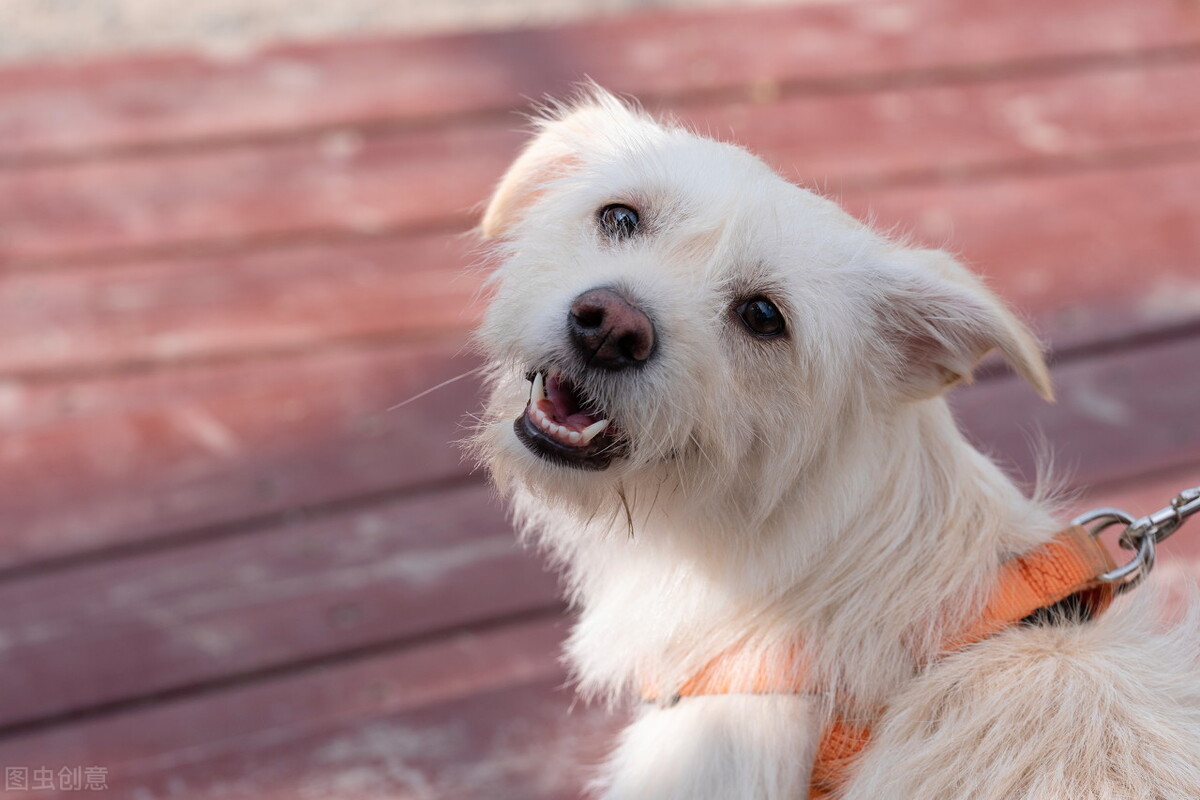 狗狗假孕是病吗？对狗狗的危害有多严重？