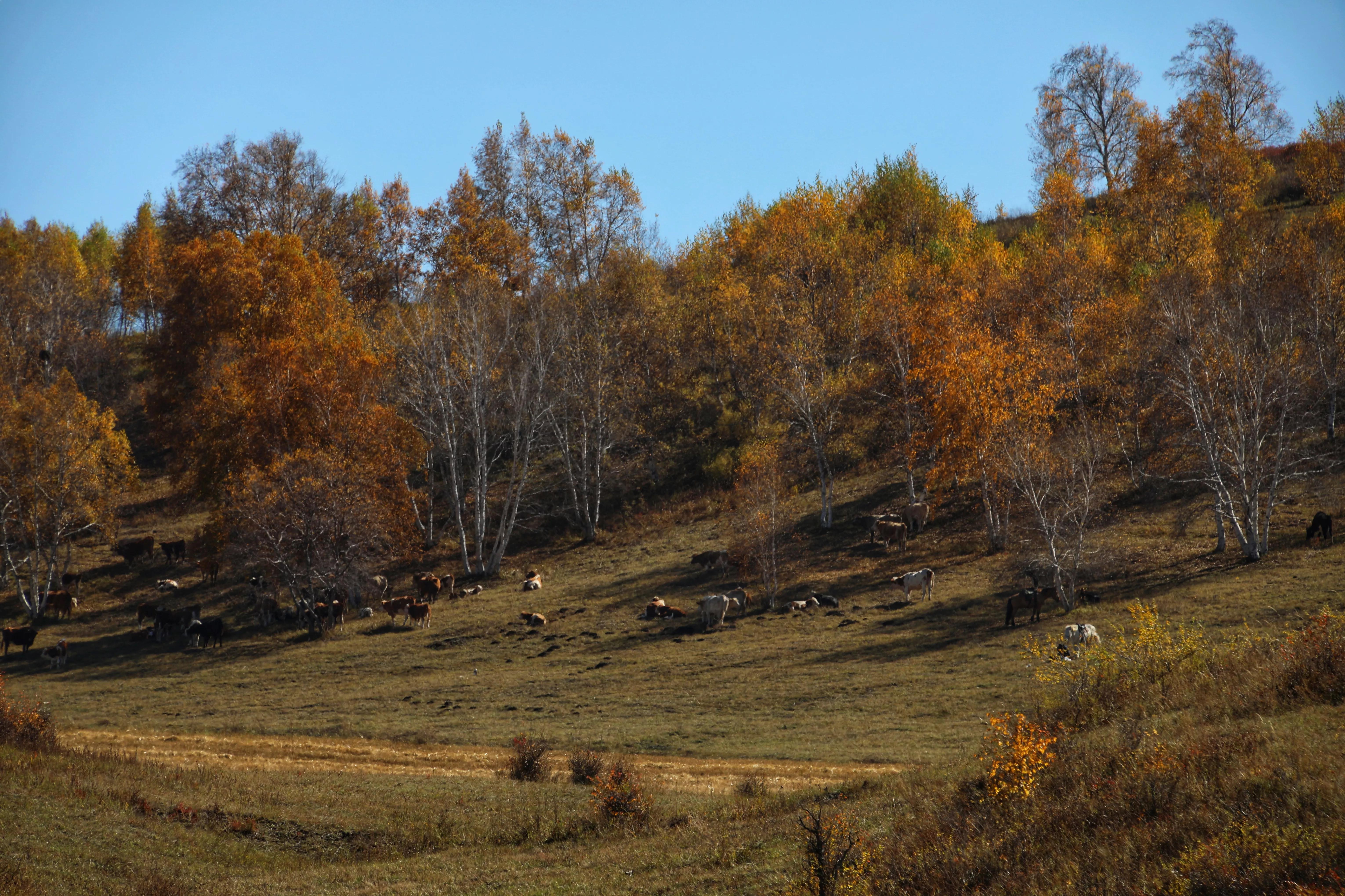 坝上秋色草原,坝上草原游记作文