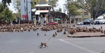 少了中国游客，生态圈乱了套！