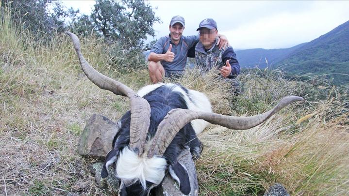 澳大利亚野山羊为什么不出口,澳大利亚野山羊不能吃吗