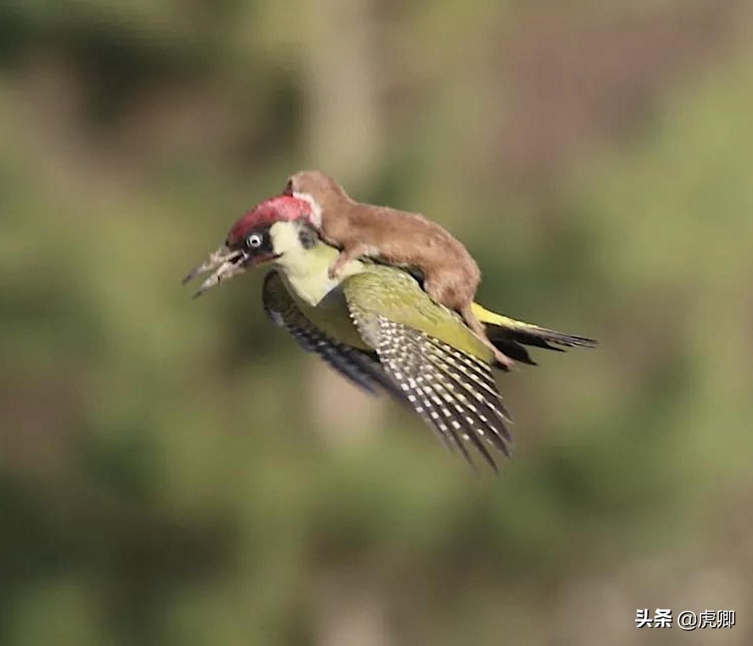 最小食肉动物伶鼬重3两,年灭鼠3500只,何不用来防治澳洲鼠灾?