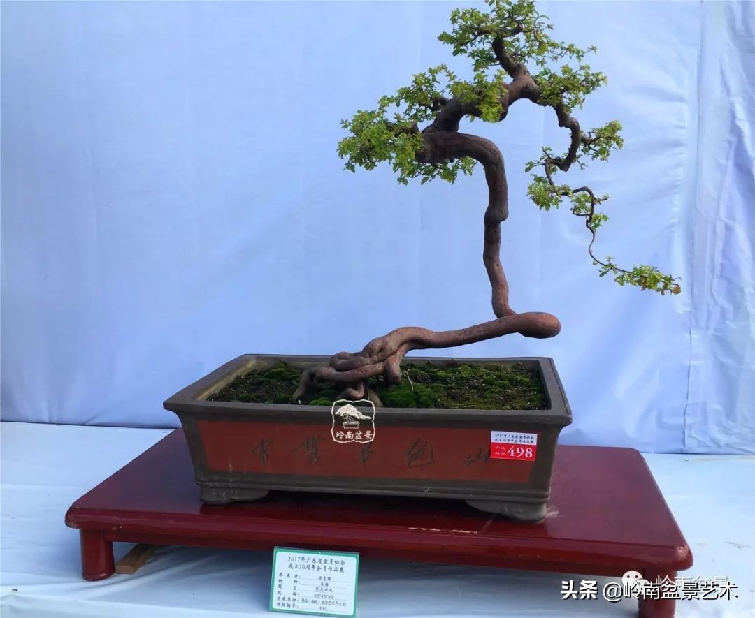 以根代杆下细上粗式盆景图片,各种老根盆景