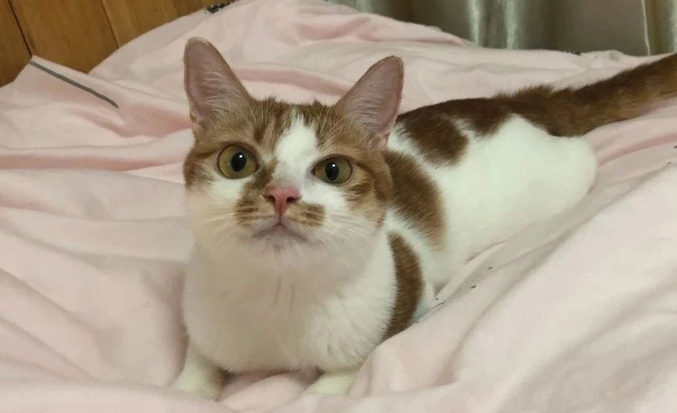 辟谣：猫咪白细胞升高就要使用消炎药？不，谨防滥用抗生素