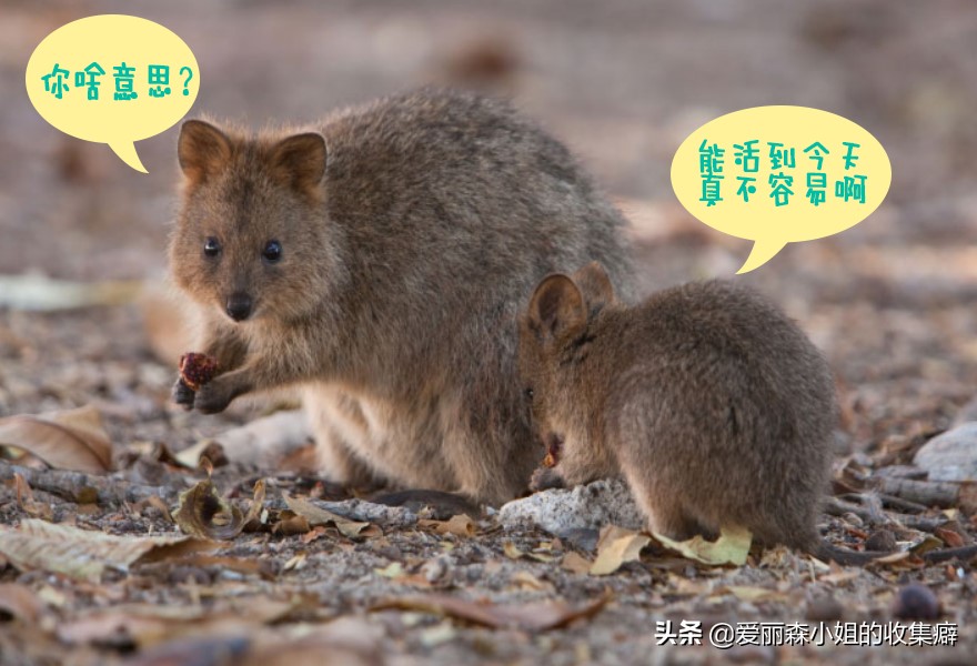 为什么我们会微笑？10个关于微笑袋鼠的萌萌秘密