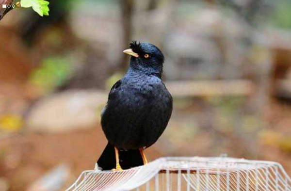 想养一只鸟在自己身边不飞走,最适合当宠物养的鸟