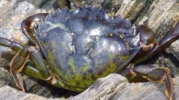 青蟹大批入侵澳洲,红蟹泛滥澳大利亚人怎么处理