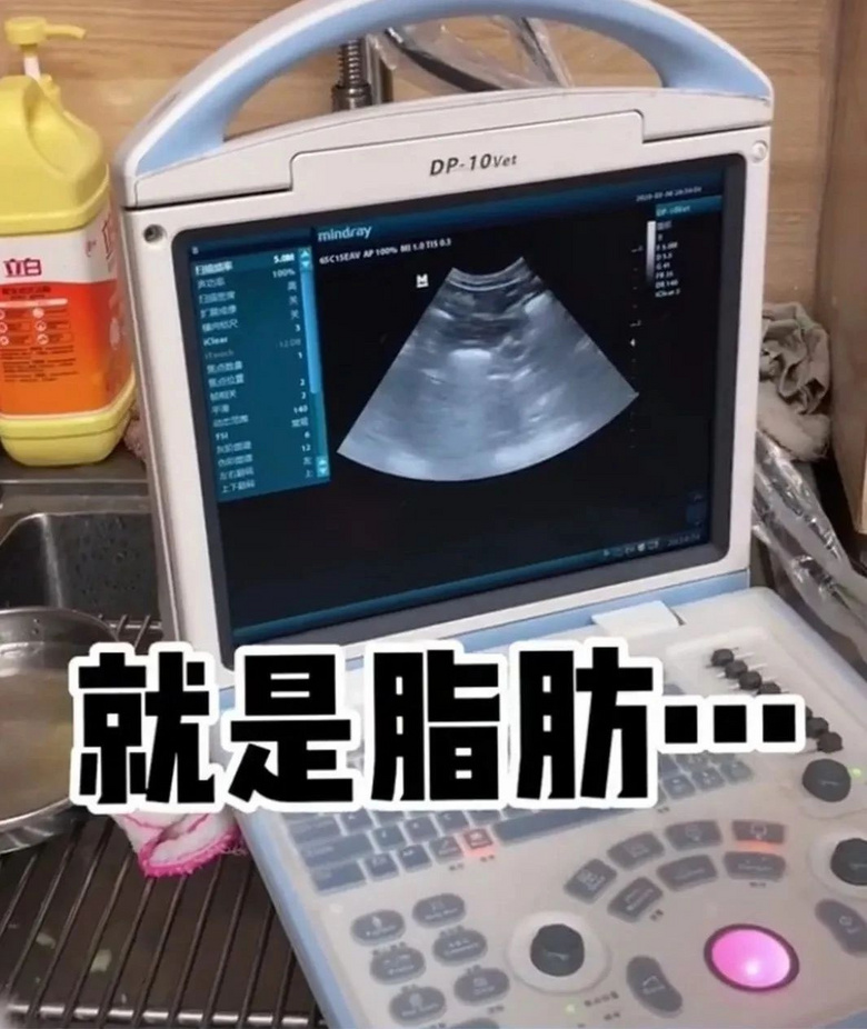 猫咪胀气和猫传腹有什么区别,猫咪肥胖还会有原始袋么