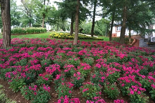 大连重阳节旅游攻略,大连九月秋游攻略