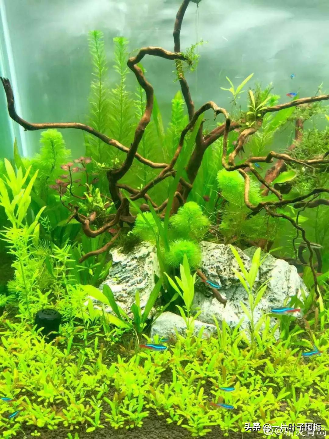 鱼缸不一定只能养鱼，养不活的花丢鱼缸里，沾水立马就疯长