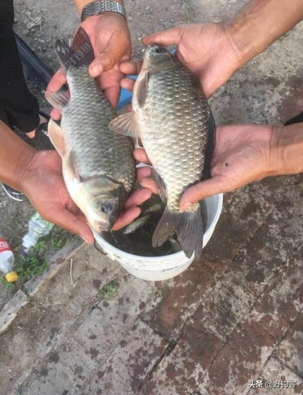 老玉米煮熟后野钓打窝好钓鲫鱼吗,野钓用什么打窝料可以钓鲫鱼鲤鱼