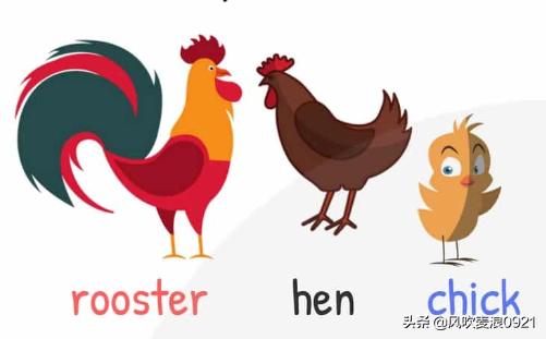 儿童跟读学英语动物单词,看图记单词学口语