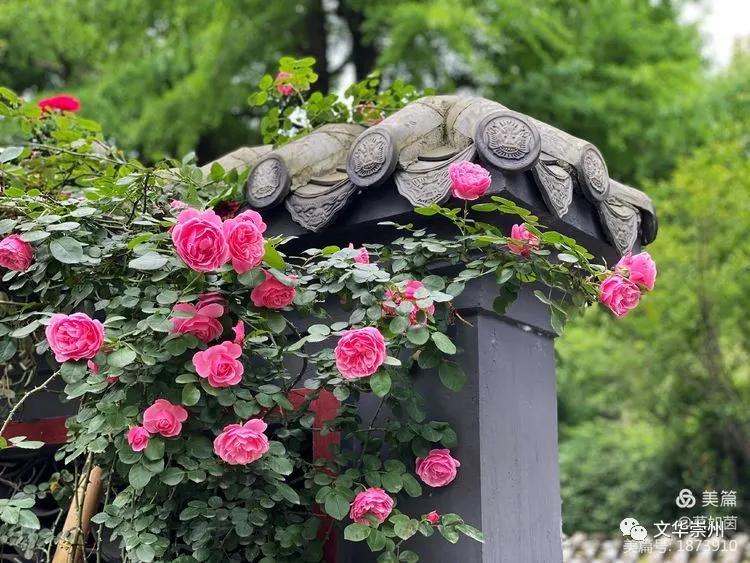 崇州罨画池游览图,崇州罨画池非同寻常的地方