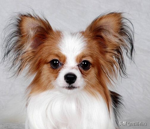 人们为什么喜欢养宠物呢,人们为什么养宠物狗