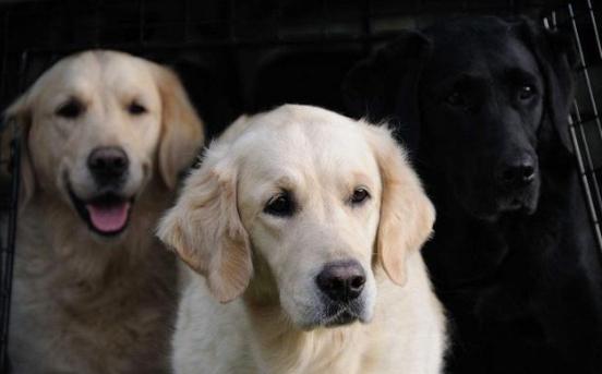 拉布拉多为什么不建议养黑色的,拉布拉多黑色性格好吗