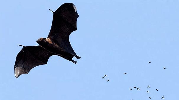 为什么蝙蝠这么毒,蝙蝠为什么有毒却自己不中毒