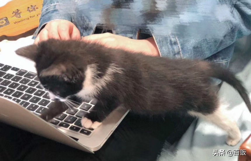 打造森系花房,闹市中的私家庭院花房