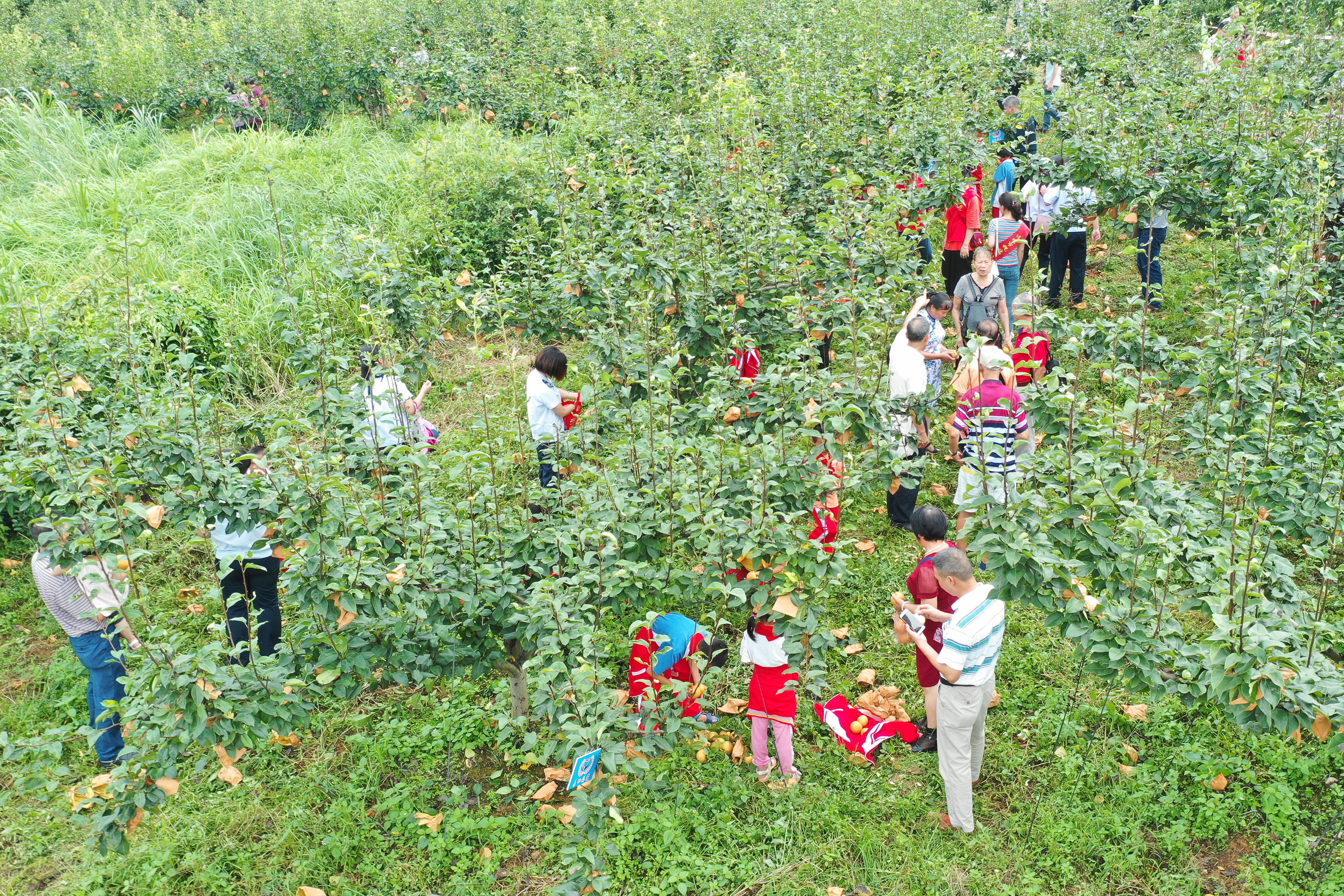 连州地下河万人尝水晶梨，2019年度不能错过的暗河佳境，汁多甜梨