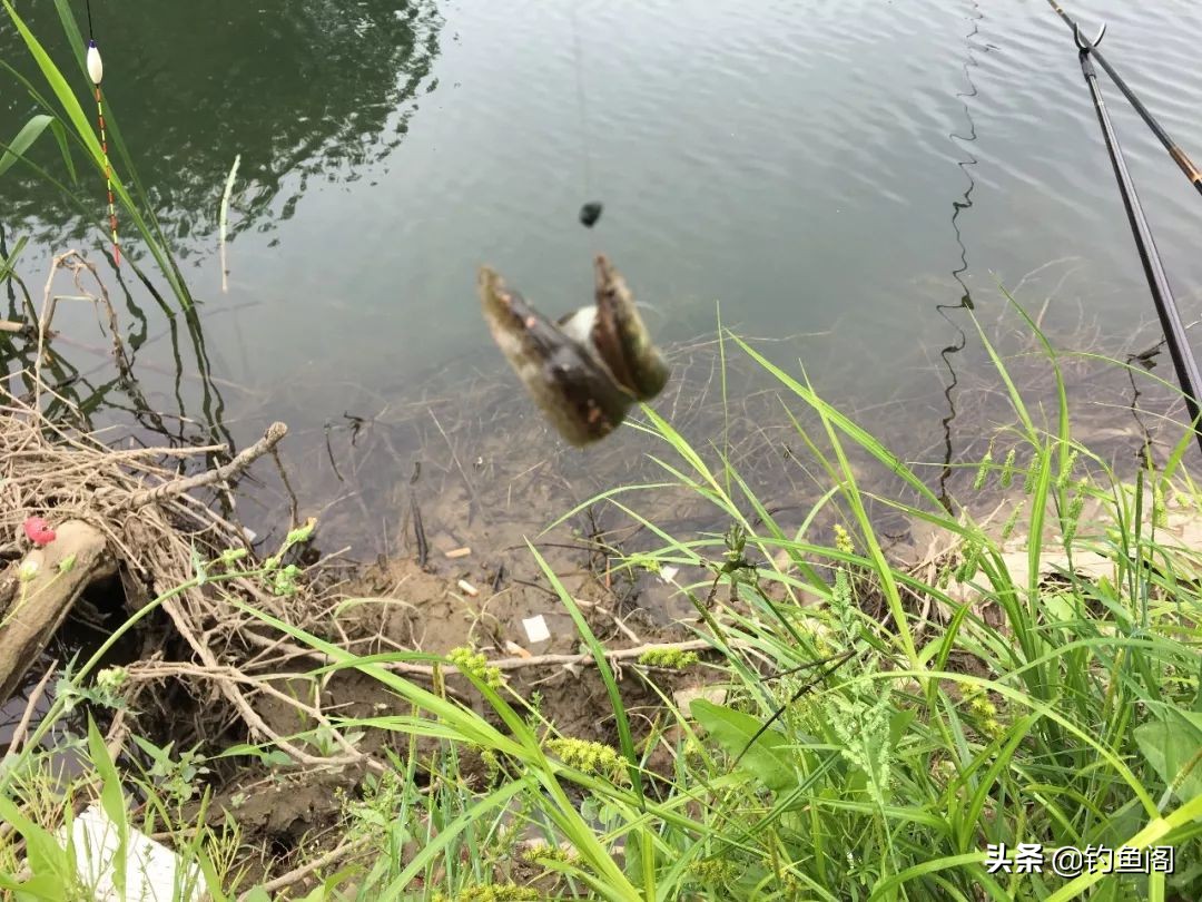 手竿钓黑鱼用什么饵料最好最快,手竿钓黑鱼最简单的方法