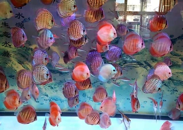 观赏鱼初入鱼缸注意事项,鱼缸养观赏鱼技巧