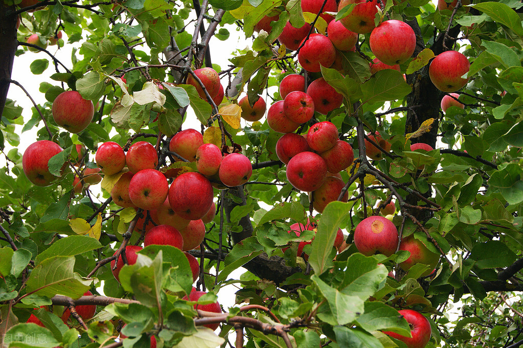 门前种五树是哪五树,院中栽五树是哪五树