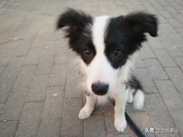 狗狗尴尬期和长大后照片对比,尴尬期的狗狗有什么变化吗