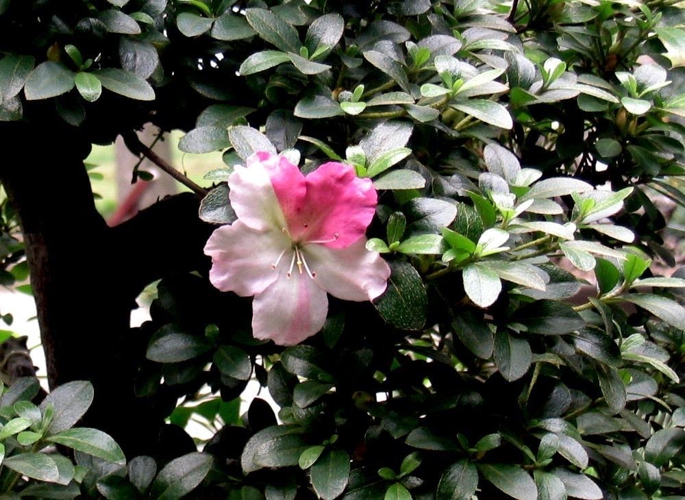 杜鹃花花苞下发新叶,养好杜鹃花用什么土最好