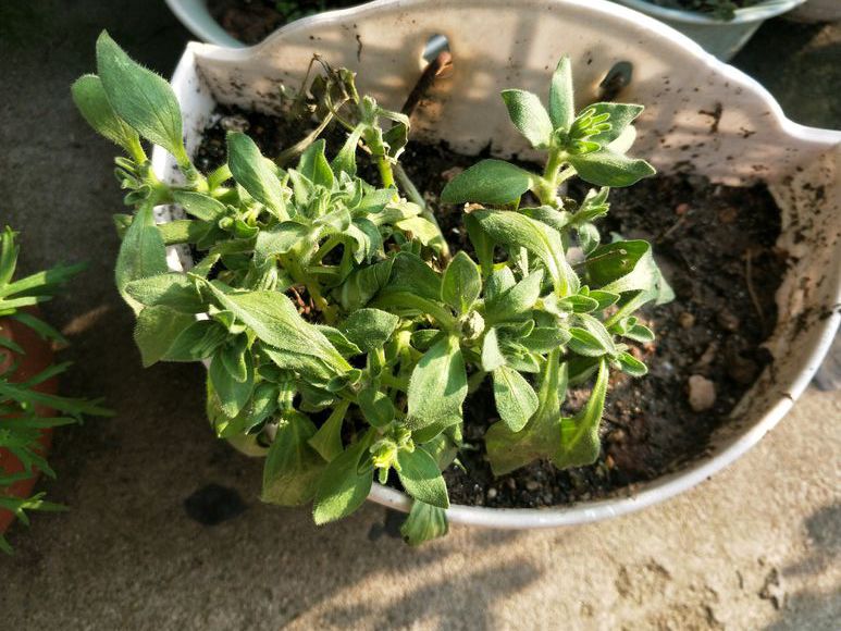 栀子花月季花叶子发黄有黑斑点,茉莉栀子花叶子发黄怎么办