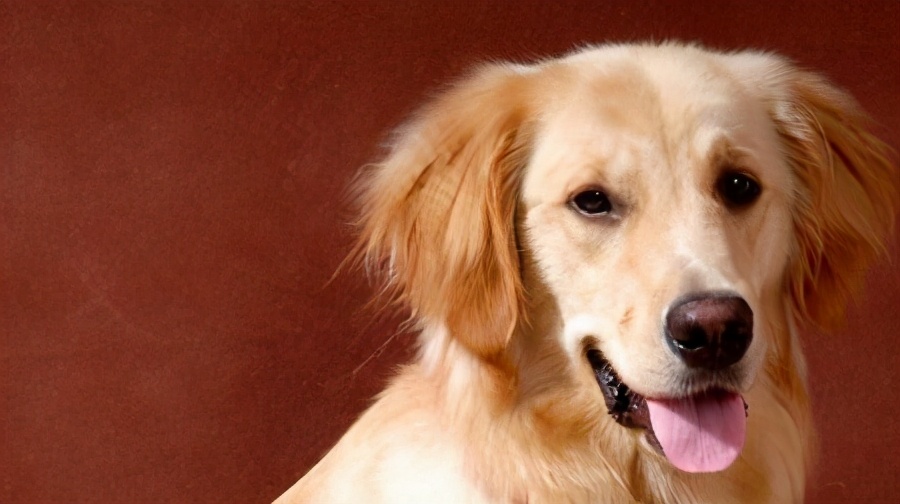 戈赞：狗狗肉垫负伤应该怎么治疗？