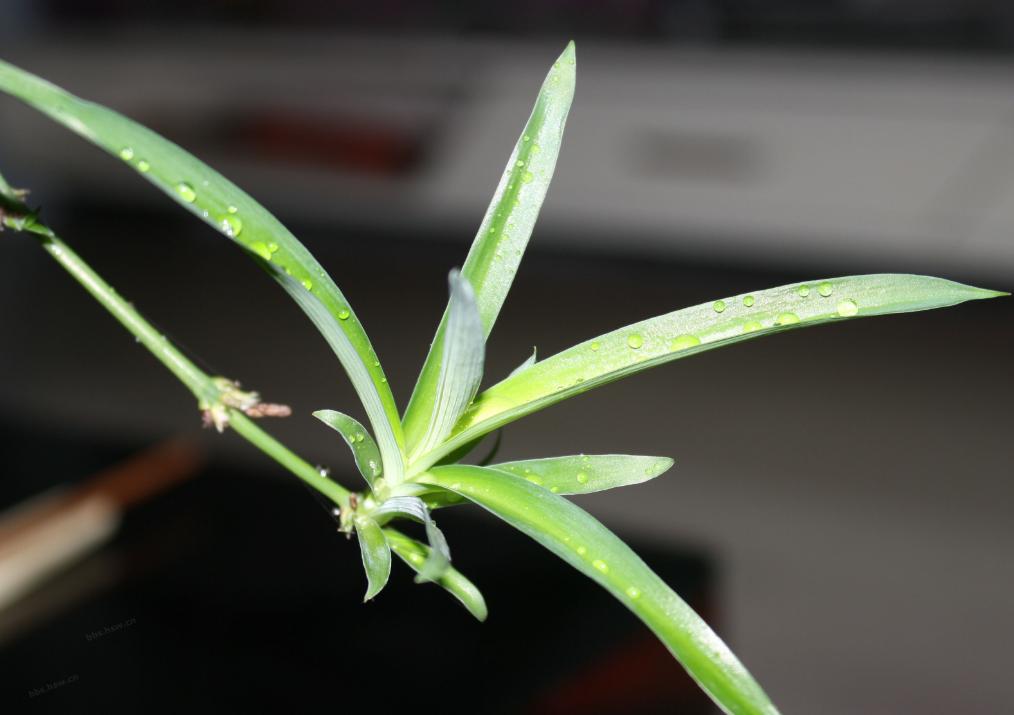 夏季吊兰烂根什么原因,吊兰干尖黄叶怎么办