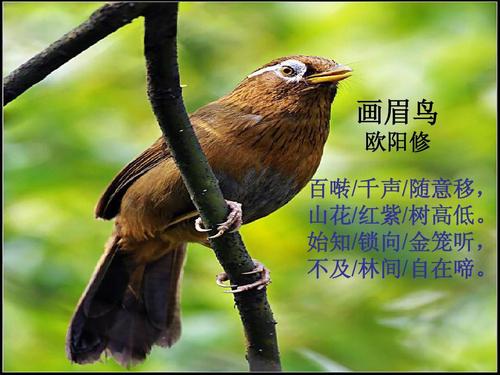 画眉最危险的方法,画眉不叫会撞头