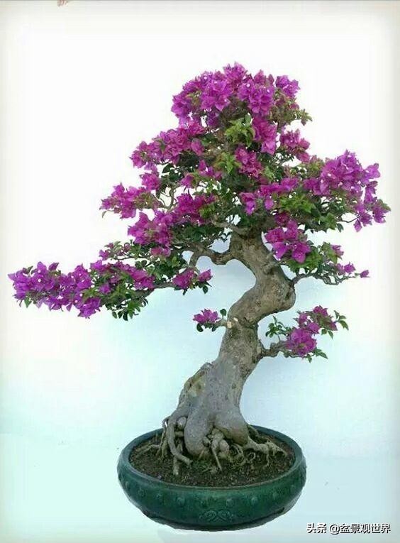 花卉盆景什么时候剪枝,盆景春季的管理