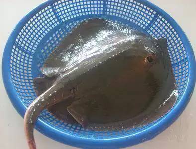 海鲜大全,最全海鲜冷知识