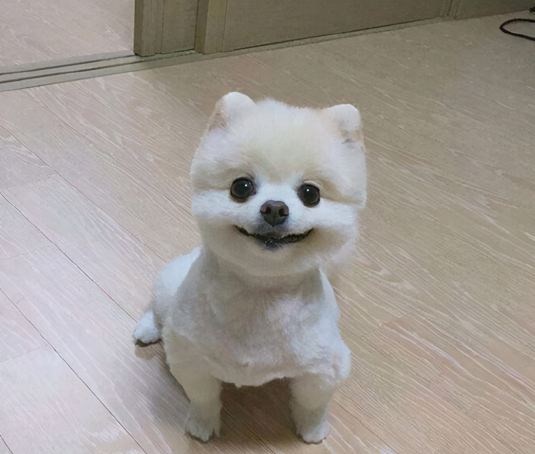 博美犬的训练方法和技巧,博美犬怎么训练视频大全