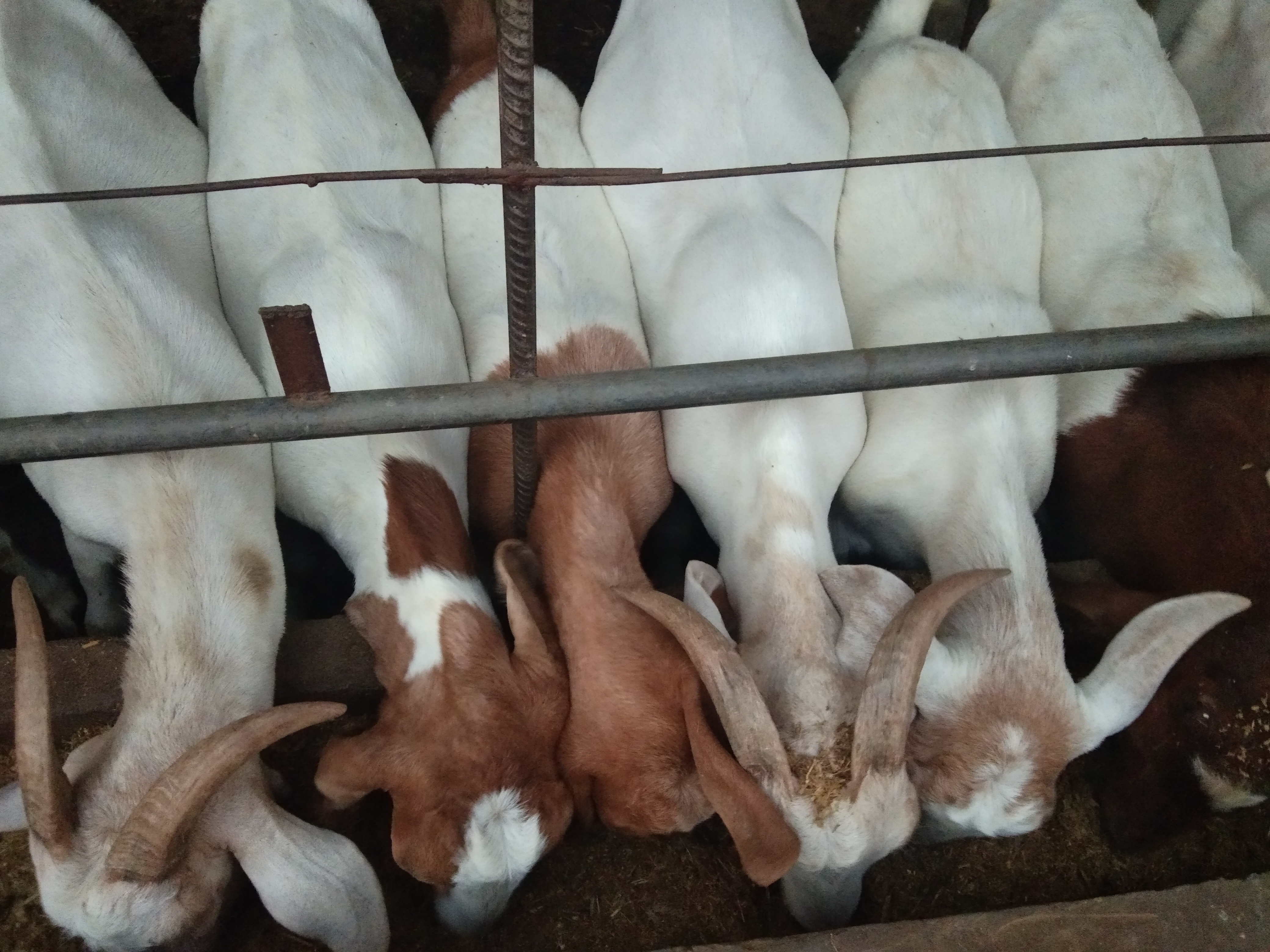 新手养羊是买羊羔还是买成羊,新手养羊前期买大还是小