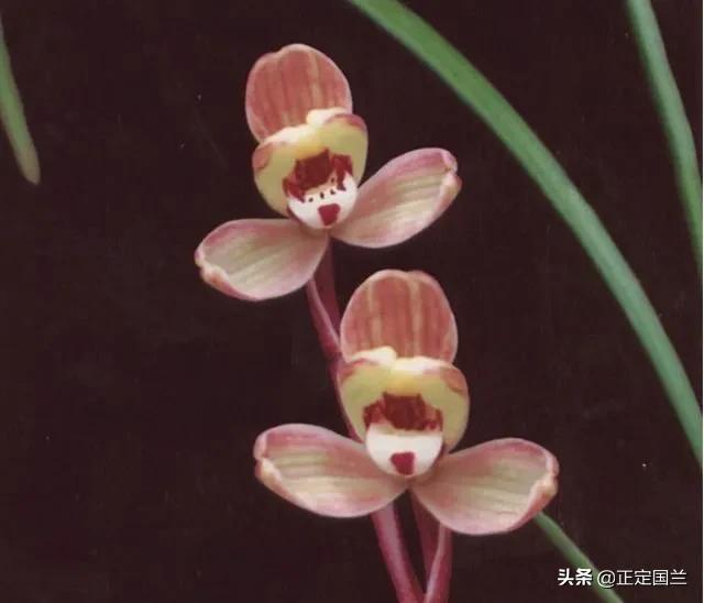 为什么兰花被称为国兰,为什么兰花又叫国兰