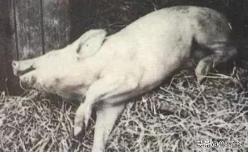 猪小苏打中毒如何解救,猪替米考星中毒怎么解救