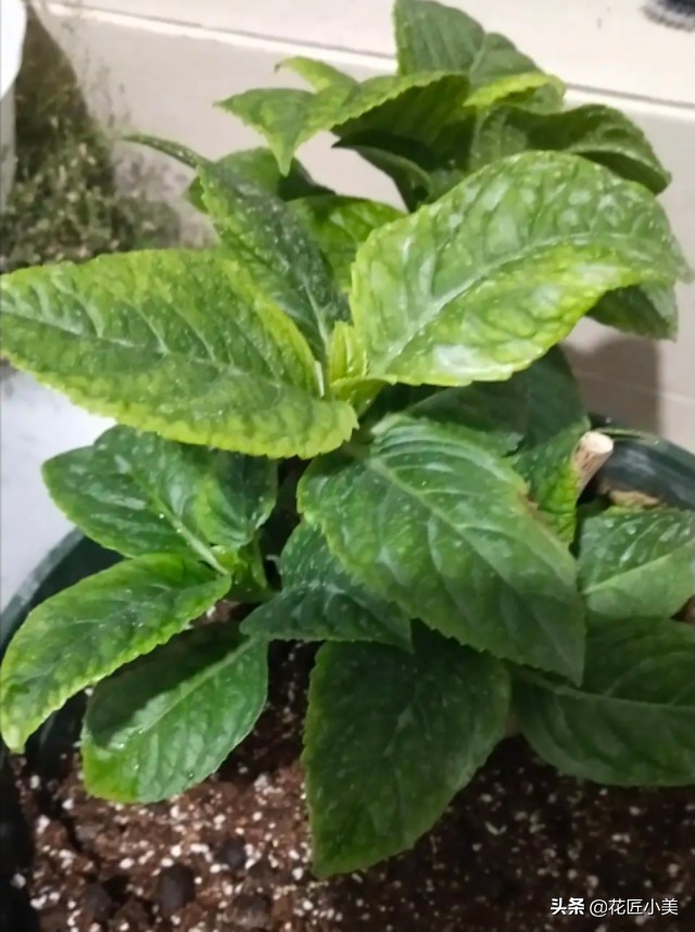 绣球花为啥不长花芽,绣球花不开花的原因和解决方法