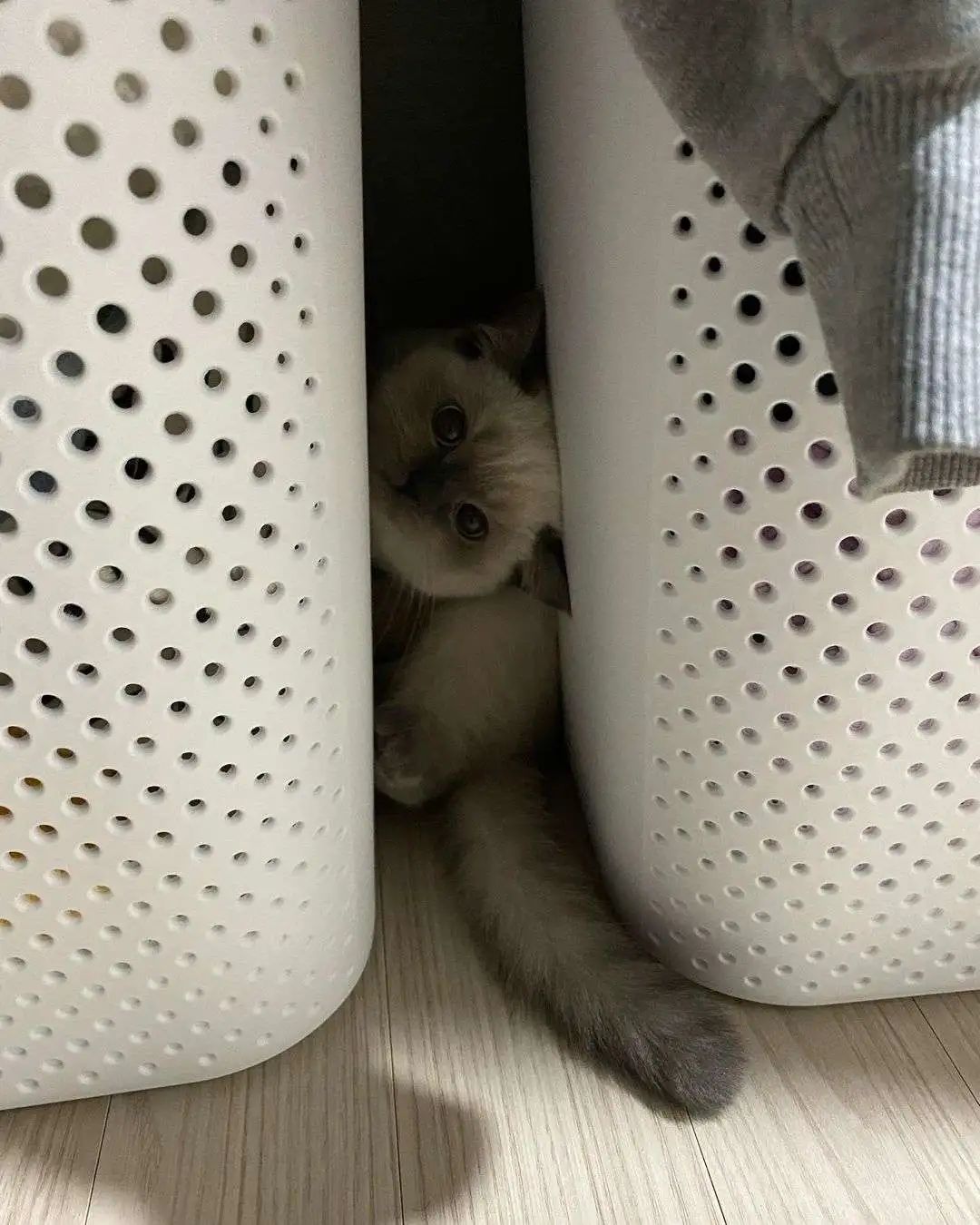 煤老板爆红完整版,煤老板ins