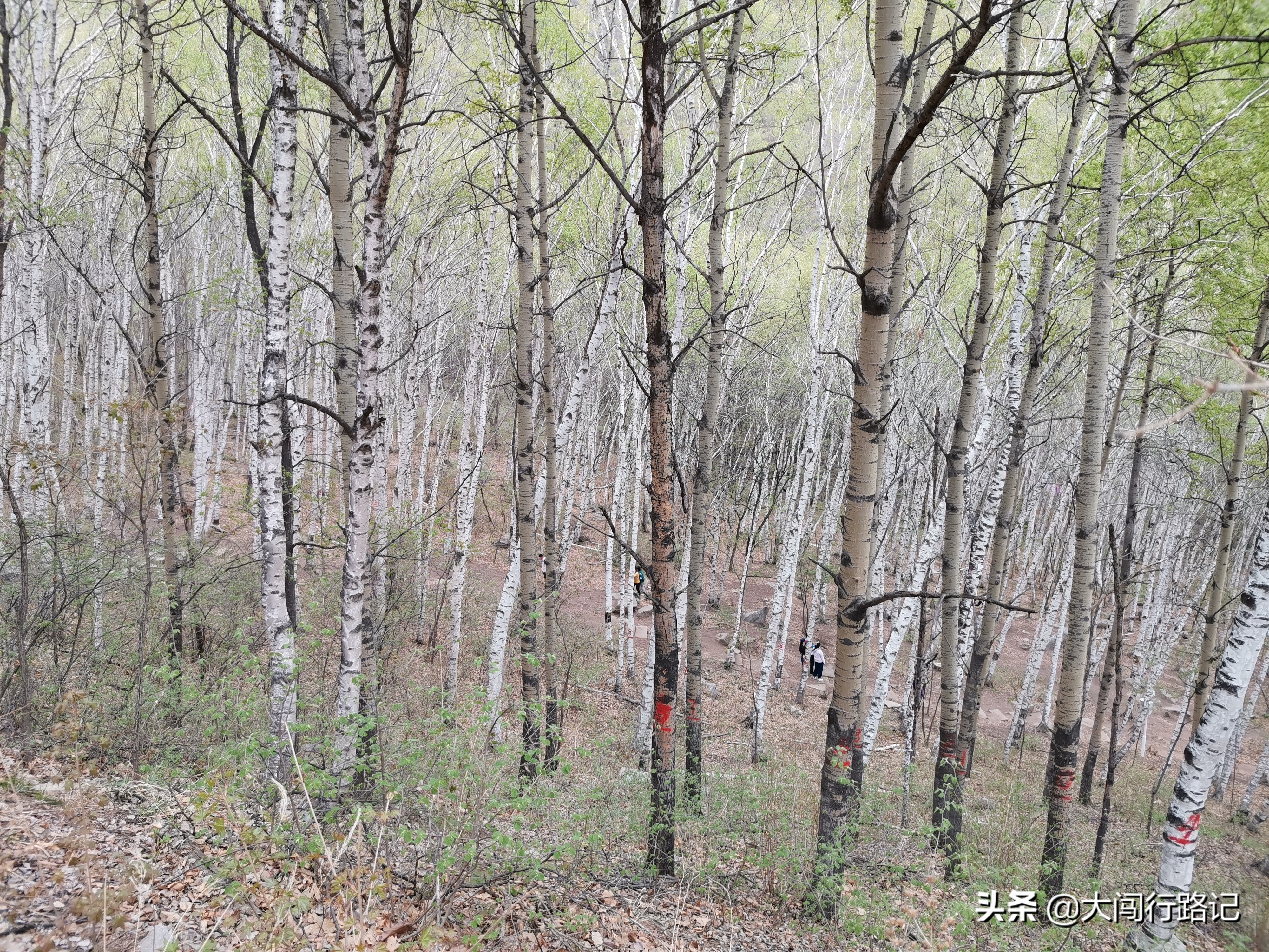 喇叭沟门原始森林游记,怀柔喇叭沟门原始森林2日自驾游