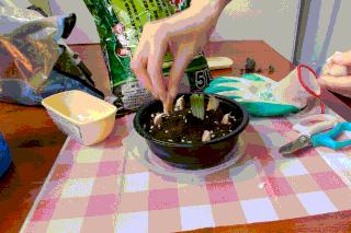 手把手教你阳台种菜,阳台种菜究竟是省钱还是费钱