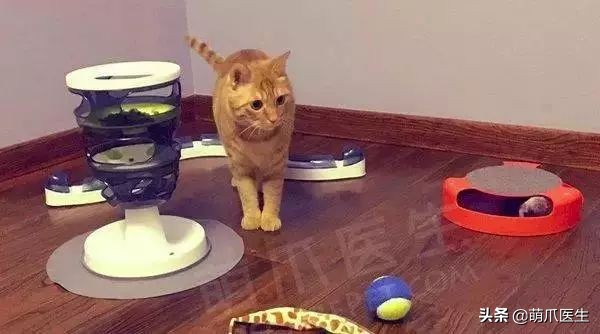 猫咪喜欢在塑料袋尿尿,猫咪吃塑料袋什么原因