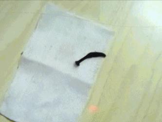 水蛭被吃进肚子里会存活吗,将水蛭放入冰箱还能活