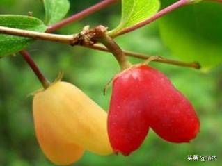 相思果的图片,漂亮的相思果