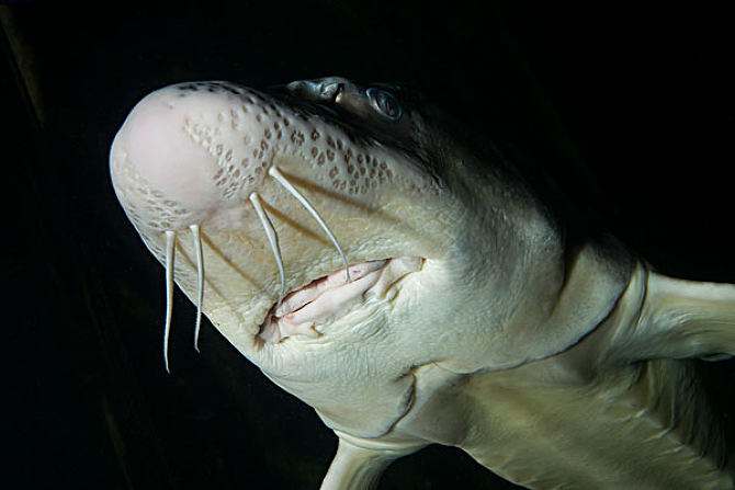 养殖鲟鱼骗局,中国养殖鲟鱼