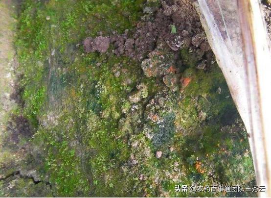 大棚青苔是什么原因,大棚青苔用什么肥料