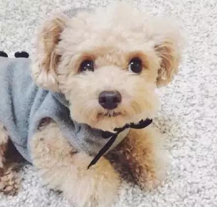 小体泰迪发情期是来大姨妈期间吗,泰迪发情期不出血了是不是结束了