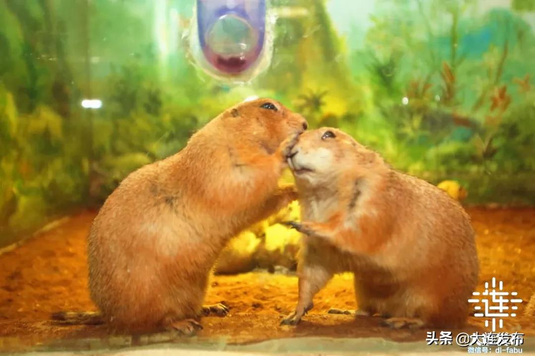 大连地区中秋出游攻略,大连中秋节旅行攻略